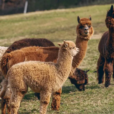 Spacious Nest Between Maribor And Celje Nicehead Loče pri Poljčanah