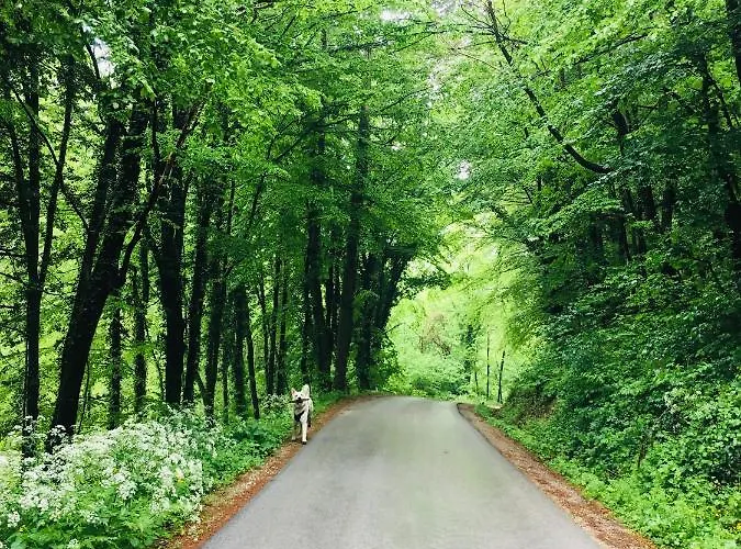 Lejlighed Spacious Nest Between Maribor And Celje Nicehead