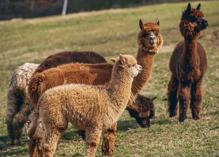 Spacious Nest Between Maribor And Celje Nicehead Loče pri Poljčanah